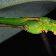 Rhaphiderus spiniger